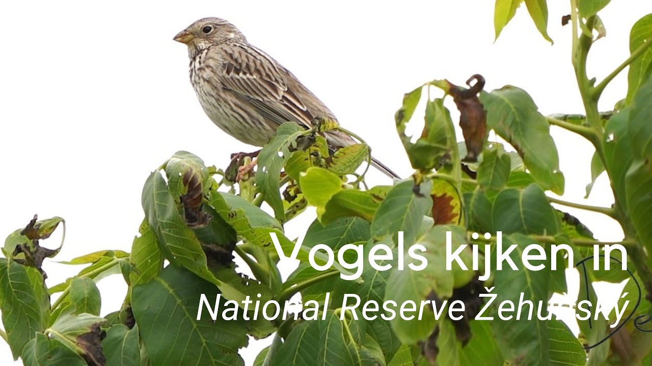 Vogels kijken in National Reserve Žehuňský #1232