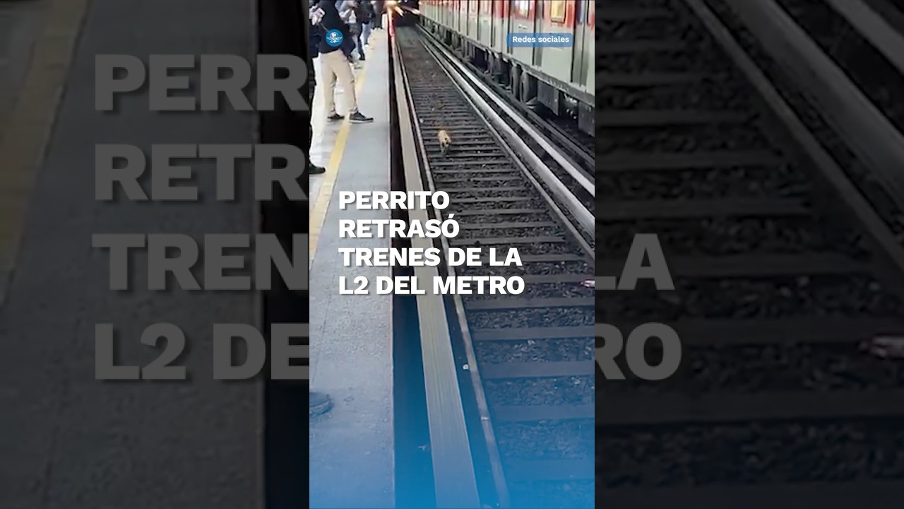 Lomito provoca que usuarios de la L&iacute;nea 2 del Metro lleguen tarde #shorts