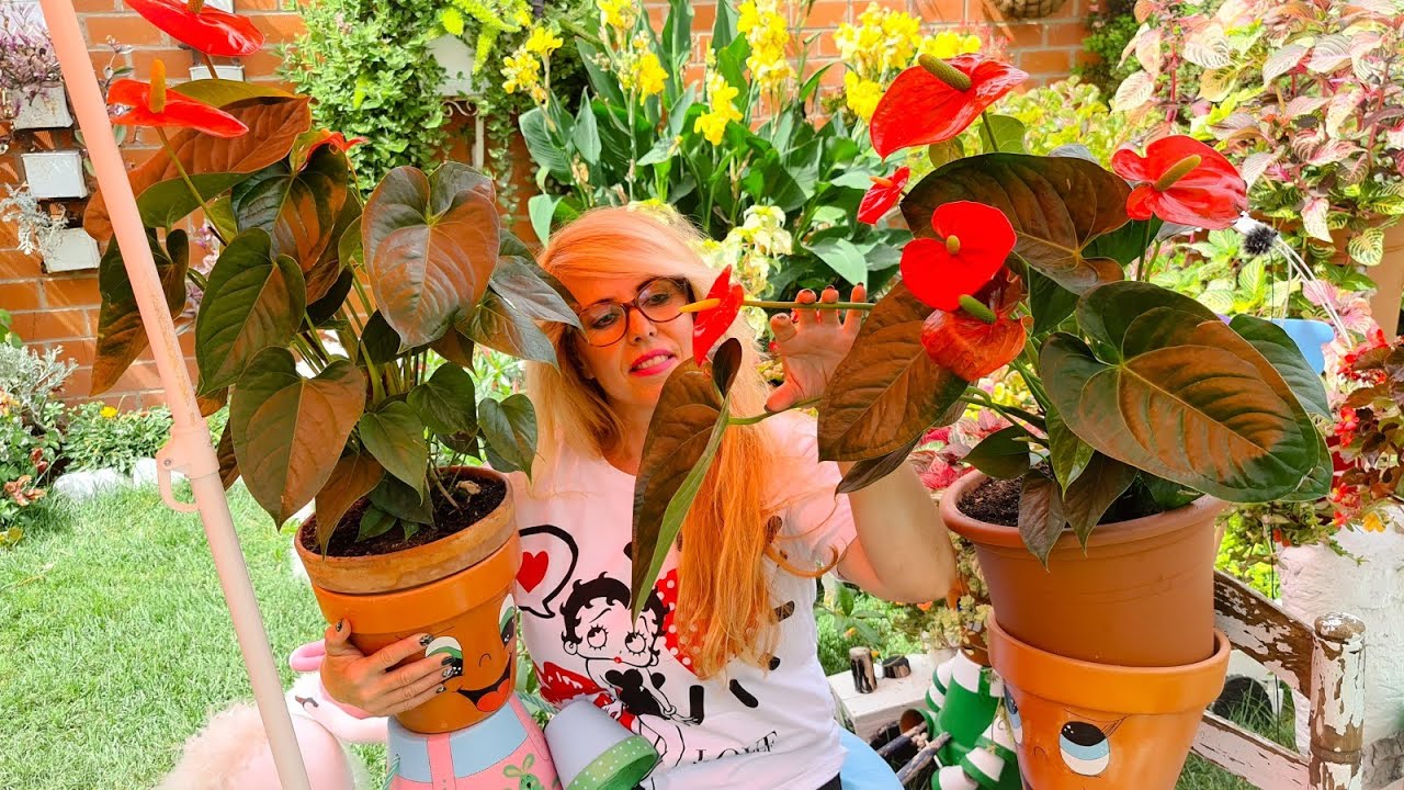 ANTURIO abonado natural para abundante floración 🌹 hojas verdes y grandes 🌹 y sus cuidados 🌹🦅🦩🦩🌹