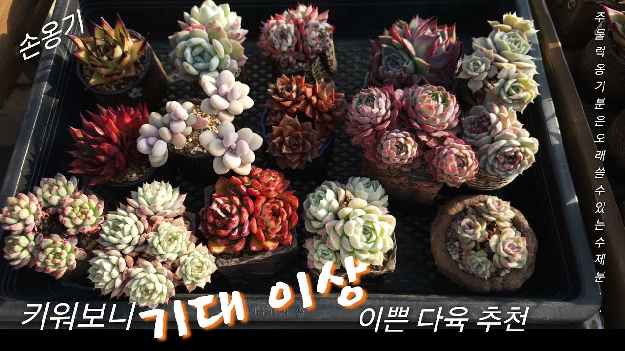 키워보니 기대 이상  이쁜다육 추천 💦🌳주물럭 손옹기화분 《다육식물》