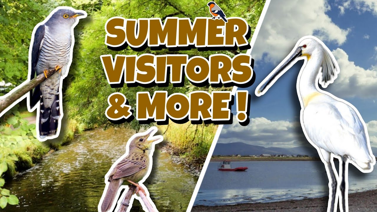 Rare Returning Wader, Summer Visitors & More ! (Cromane & Killarney National Park, Kerry, Ireland)
