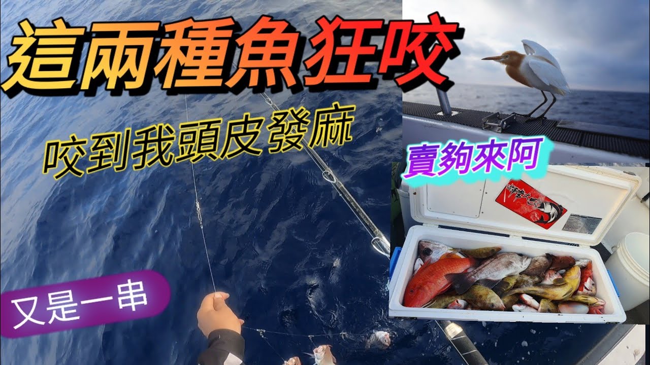 《咬到我會怕》這兩種魚咬到爆桶....