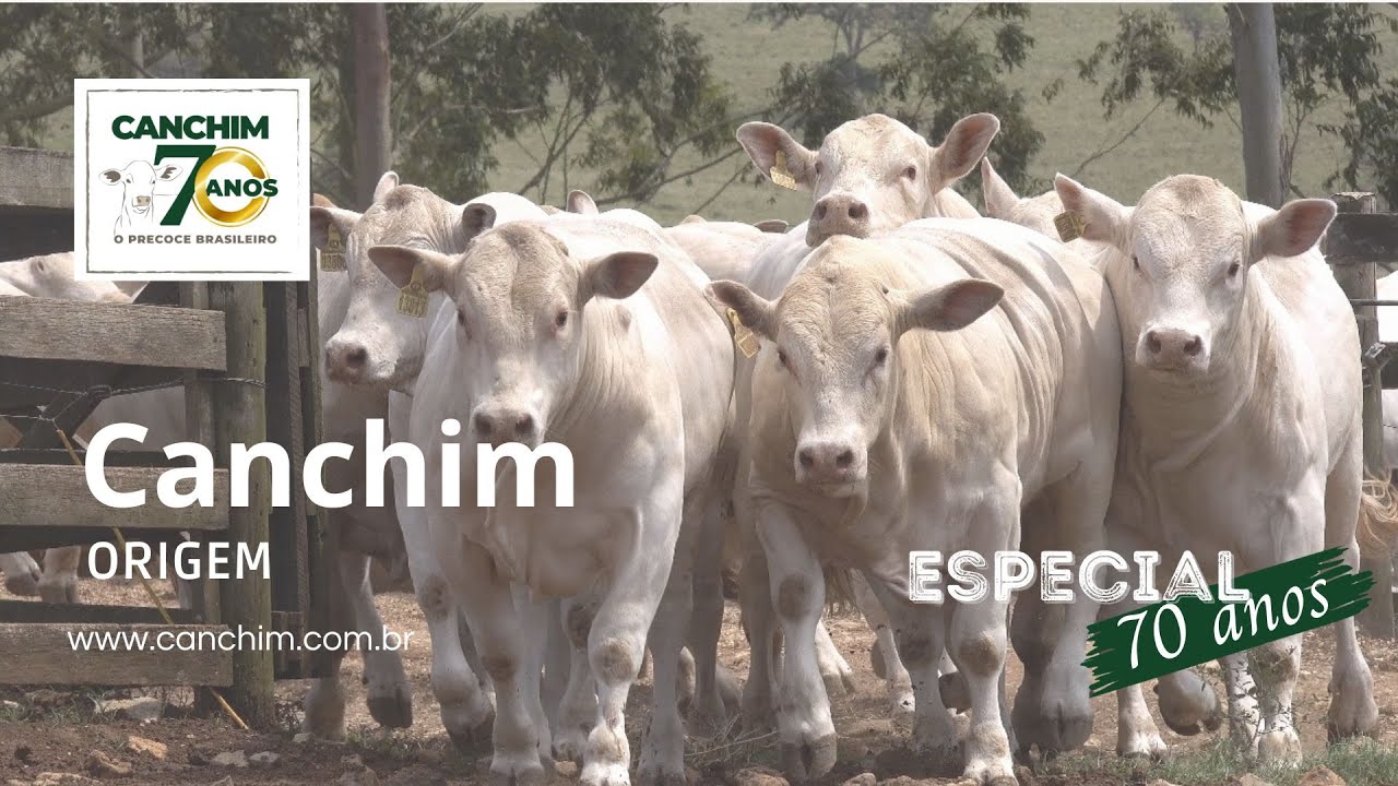 Especial Canchim 70 anos - Origem