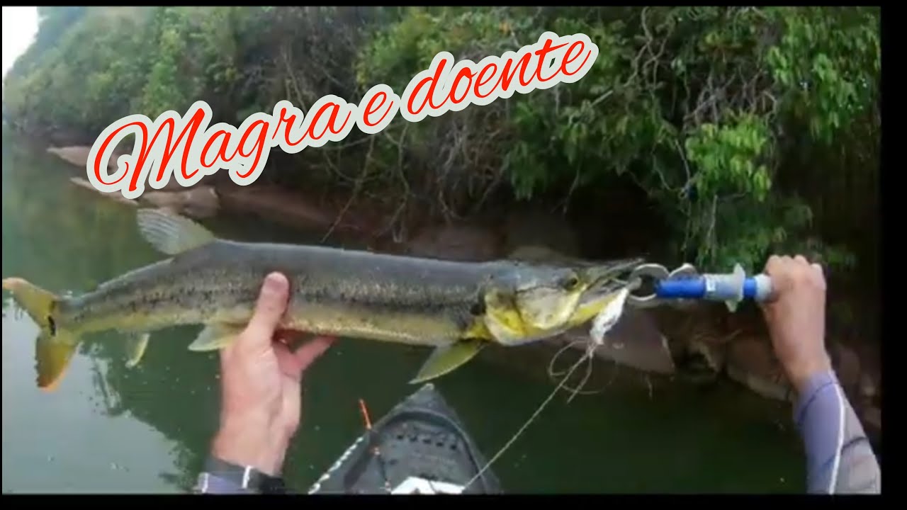 PEGUEI UM PEIXE DOENTE POR CAUSA DA EXTREMA SECA. Pescaria