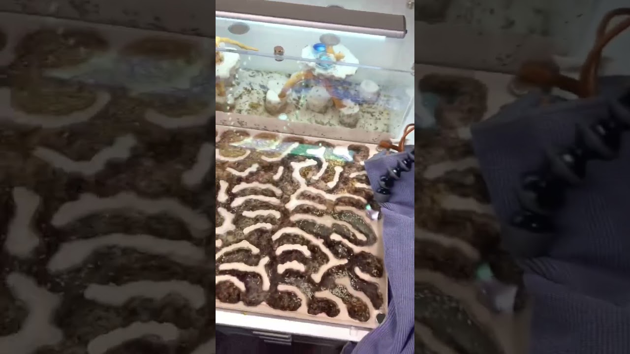 My Fastest Growing Ant Farm