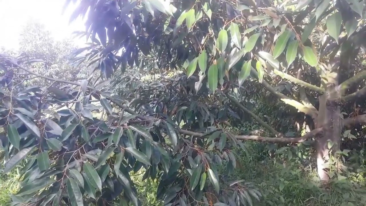 Dẫn anh em về miền quê thăm vườn sầu riêng