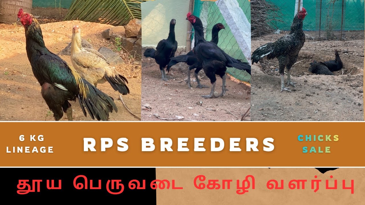 Lineage Breeding pair || peruvedai Koli pannai || kattu seval valarpu || peruvedai chicks for sale 