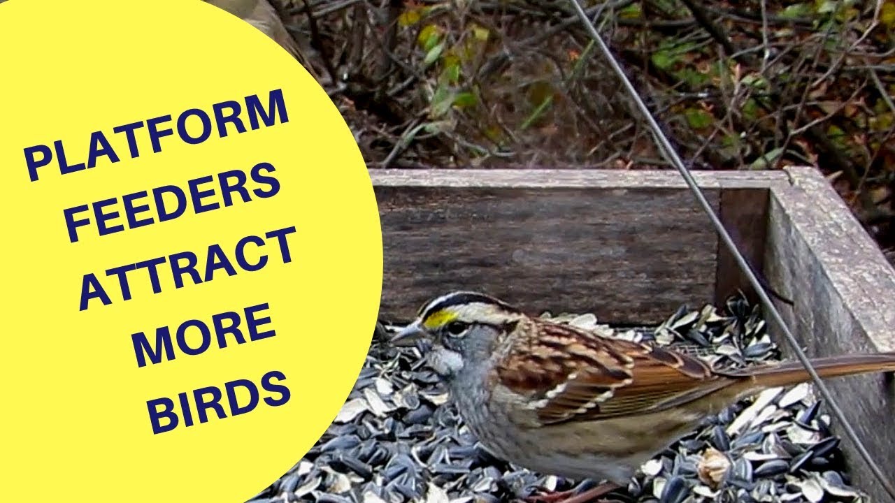 Platform Feeders Attract More Birds