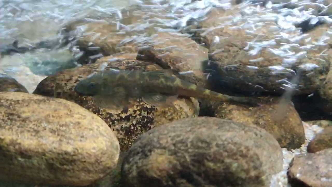 Balitora cf. brucei
