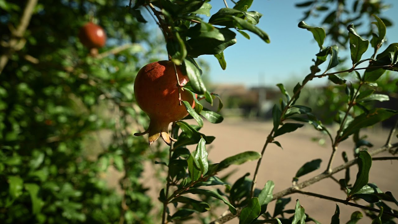 Favorite Places: Mission Garden