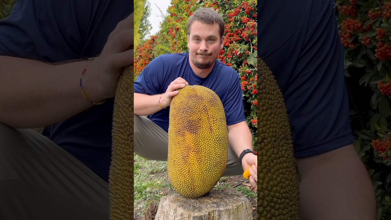 Le fruit du Jacquier : le g&eacute;ant tropical qui remplace la viande ! 🍈🌴