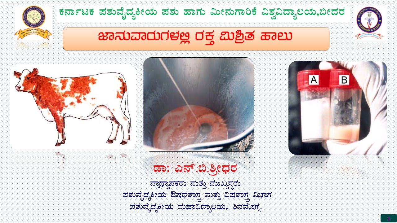 HEMOGALACTIA OR BLOOD IN COW MILK: KANNADA  BY DR N B SHRIDHAR ಹಸುವಿನ ಹಾಲಿನಲ್ಲಿ ರಕ್ತವೇ? ಹೆದರದಿರಿ!