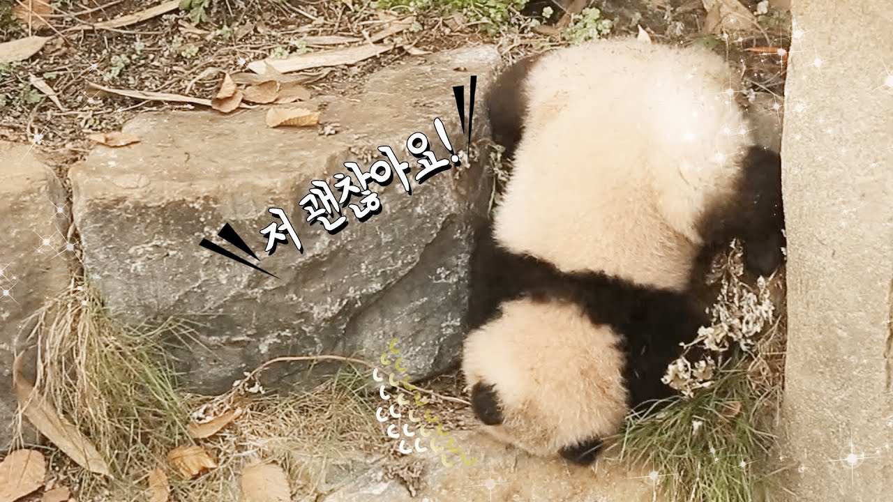 [판다스틱베베] 솜뭉치가 이렇게 굴러다니면 못참지;; | 에버랜드 판다월드 아기판다 푸바오 (Baby Panda 'FuBao')