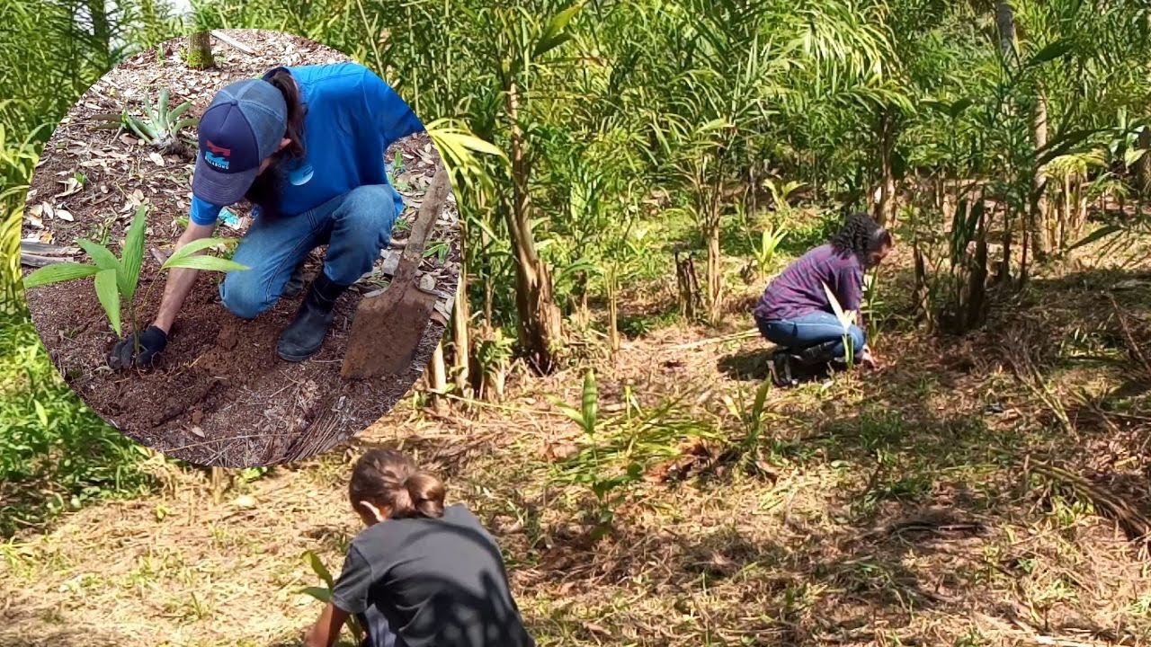 REMANEJAMOS AS MUDAS DO PALMITO PUPUNHA/FOMOS COMPRAR MAIS MUDAS. #palmito #fazenda