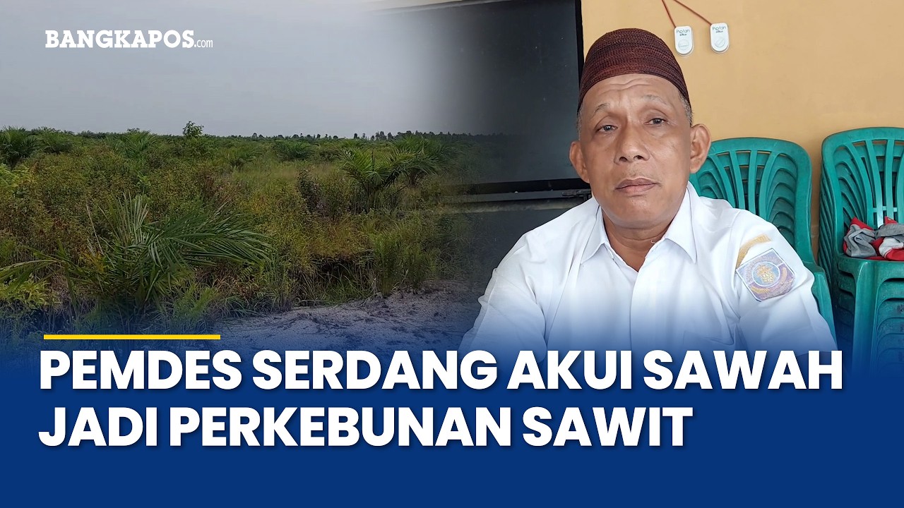 Pemdes Serdang Akui Alih Fungsi Lahan Sawah LP2B Jadi Kebun Kelapa Sawit