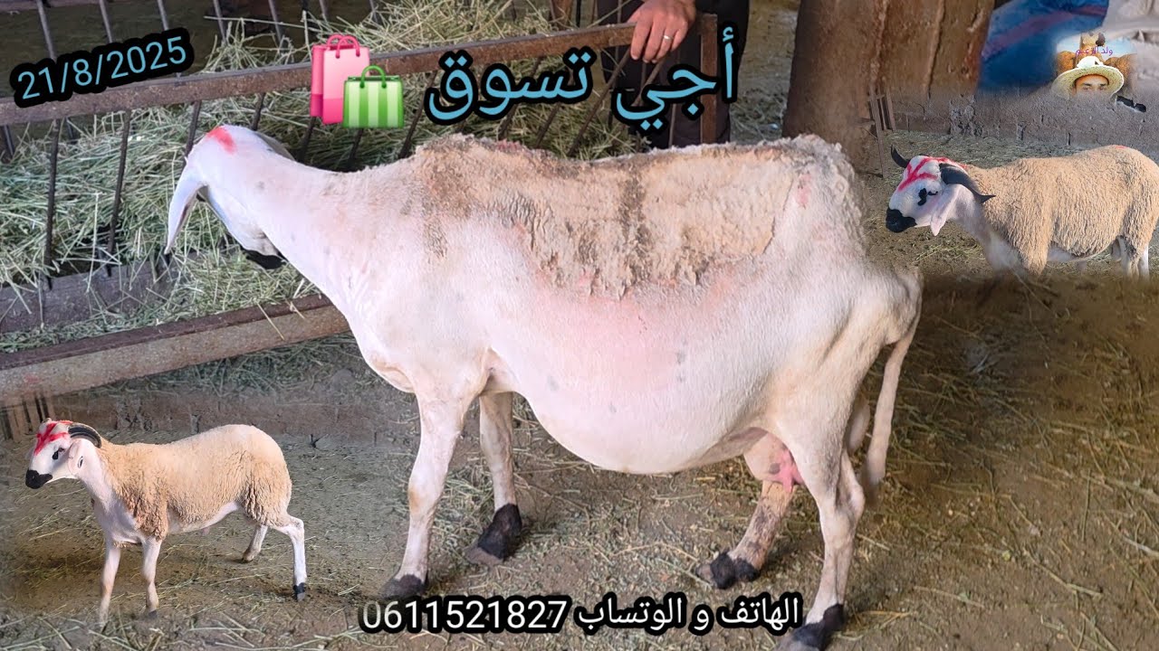 تبارك الله الرحمن نعجة عريضة تاع التوأم و 2 فروخا سنان الحليب #للبيع الفيديو 📹 21/8/2025