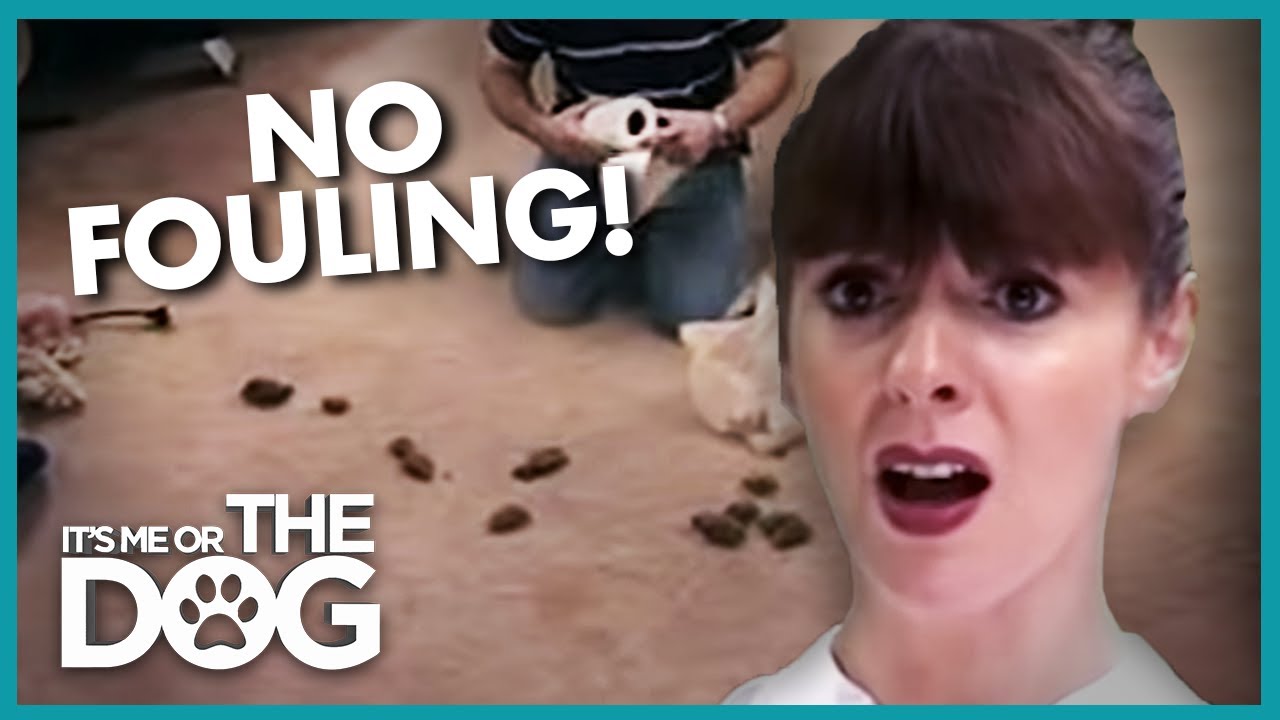Dogs Can't Stop Pooping on the Carpet | It's Me or the Dog