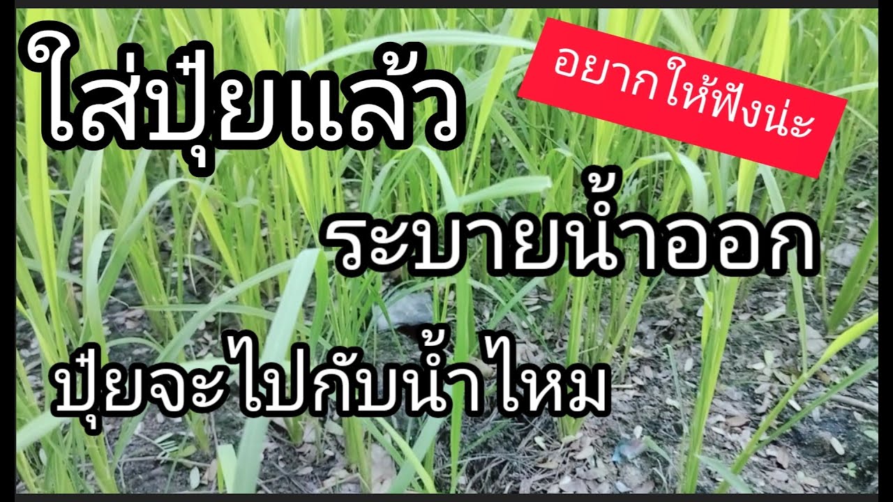 ใส่ปุ๋ยแล้วระบายนํ้าออกปุ๋ยจะไปไหน