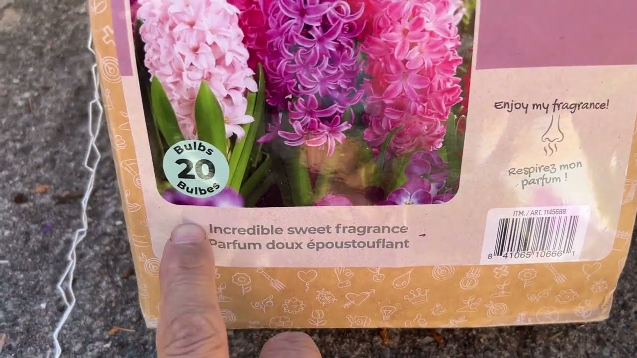 秋季种花球：浓香风信子 - 试验几种方法，希望能保持花球尺寸 - Hyacinthus orientalis