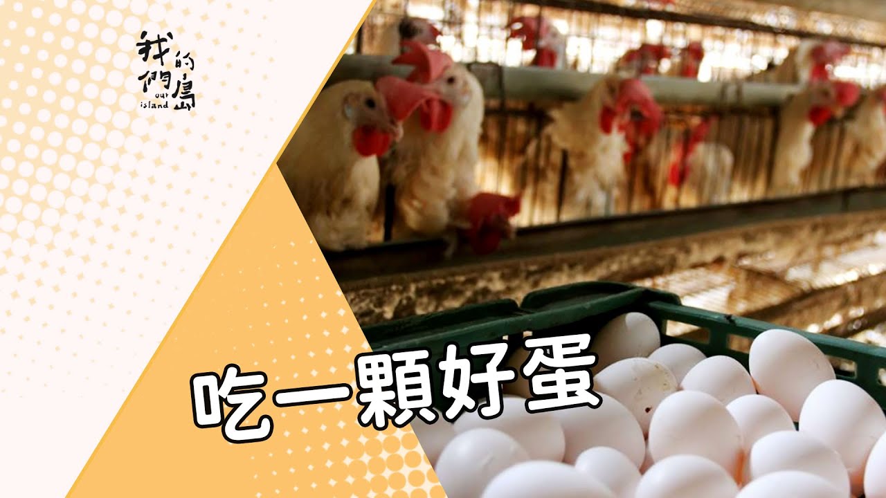 吃一顆好蛋｜改變傳統格子籠飼養模式(我們的島 第653集 2012-04-30) #動物福利