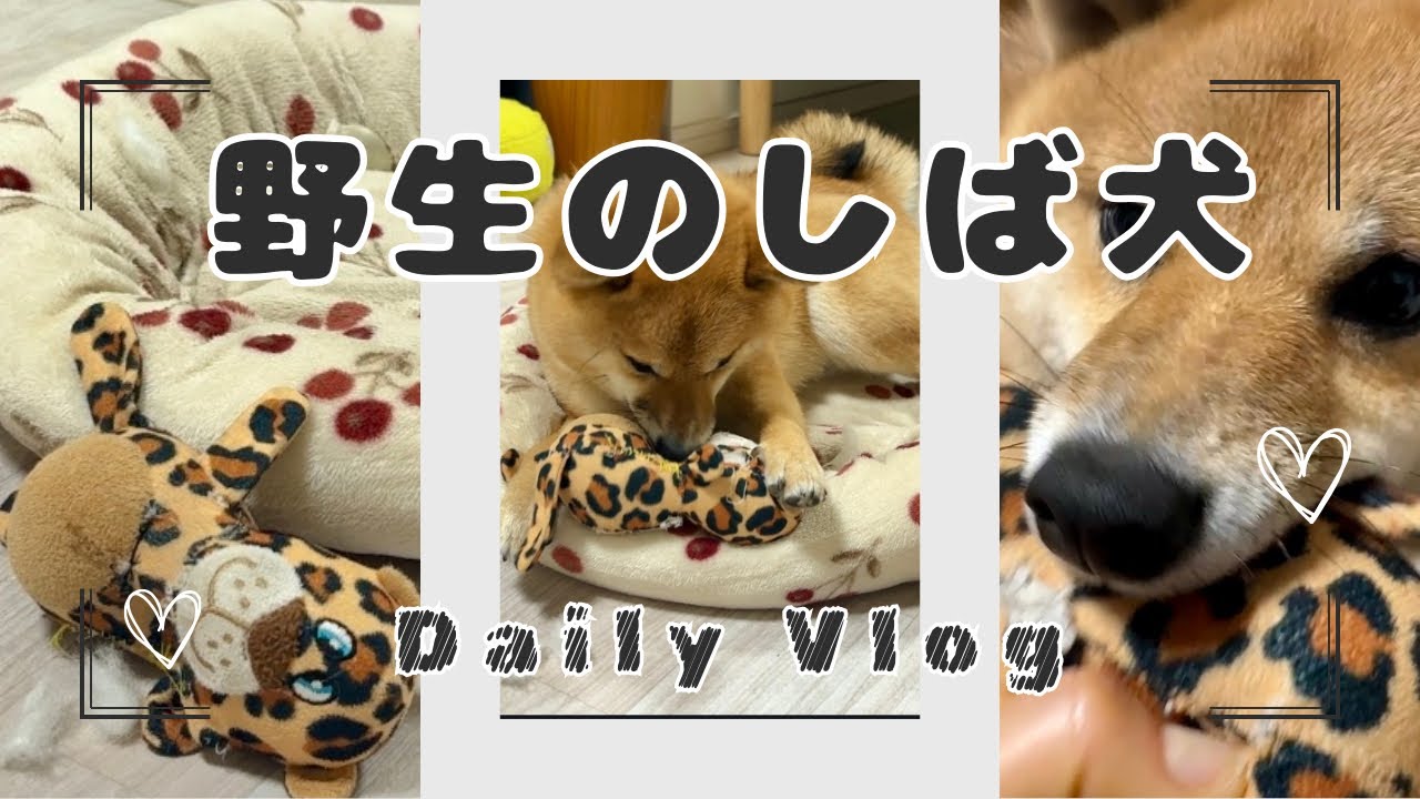 【豆柴 茶々丸 2歳】朝と夜の顔が違いすぎる柴犬