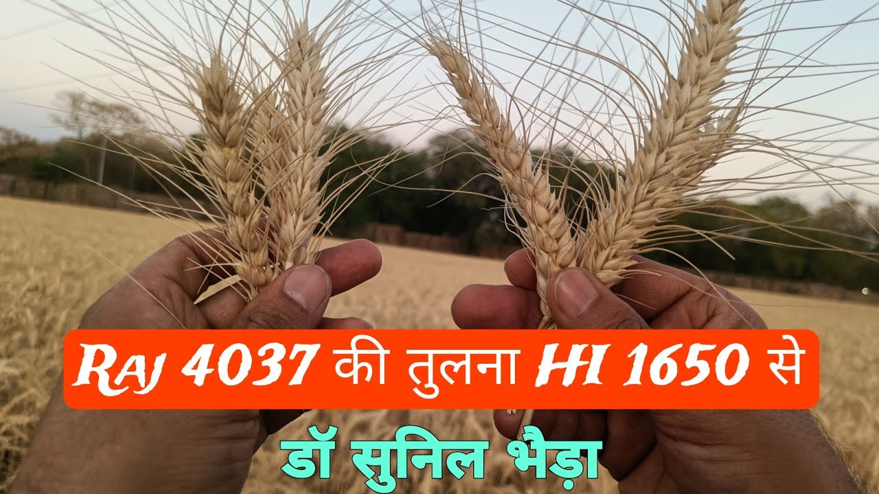 गेहूं Raj 4037 या HI 1650 में से कौनसी बेस्ट । किसान 7665567519
