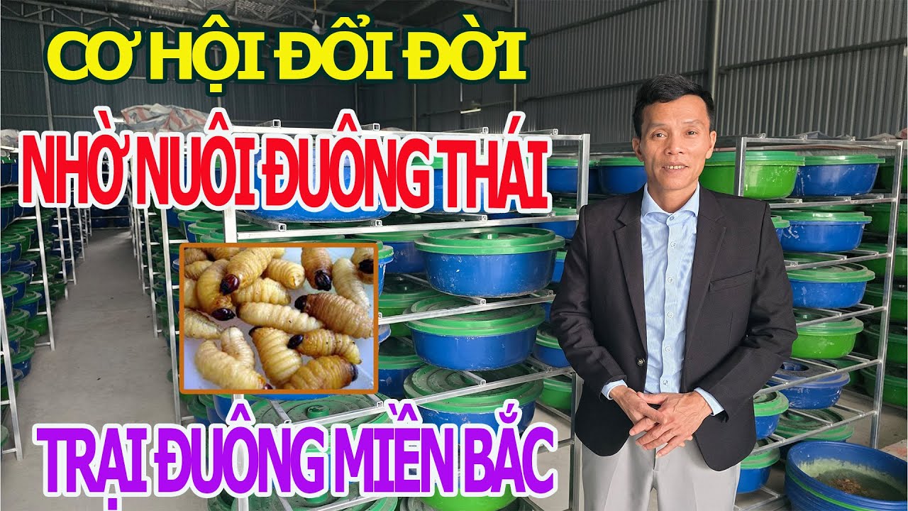 Chăn Nuôi Đuông Dừa - Mô Hình Chăn Nuôi Nhỏ , Thu Nhập Lớn - Cơ Hội Đổi Đời Ngay Tại Nhà !