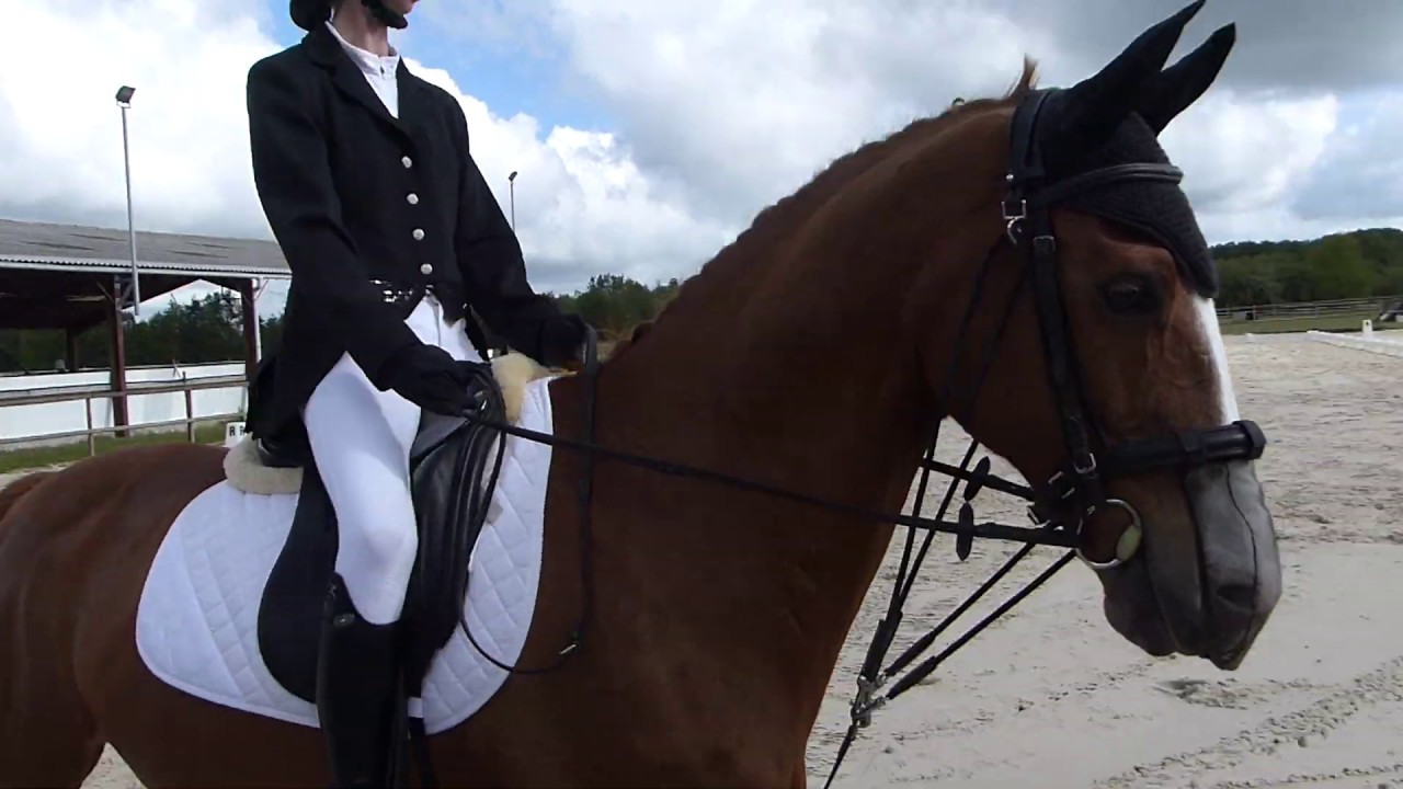 Concours dressage Club 2 grand prix à Marcilly en Villette
