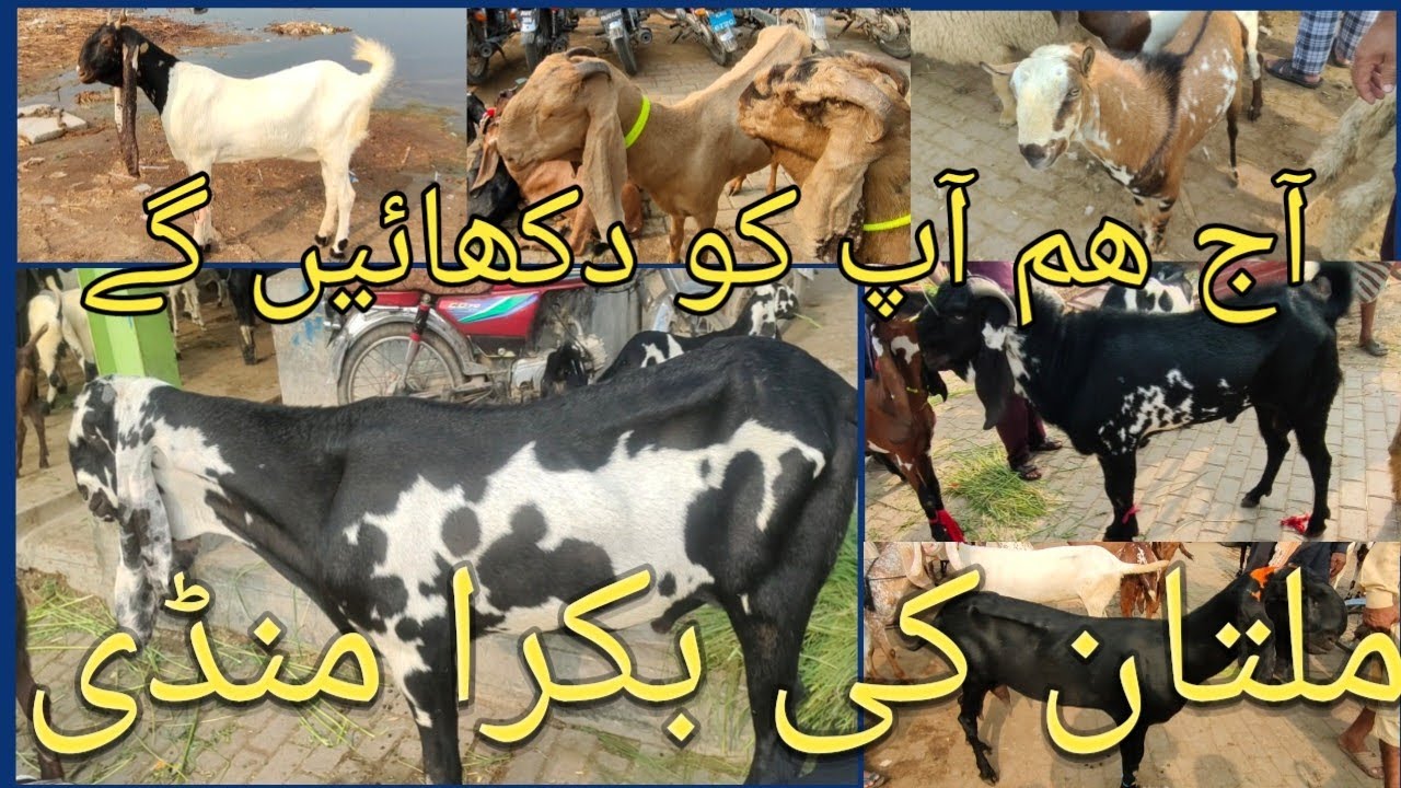 Multan Bakra mandi 20/8/25