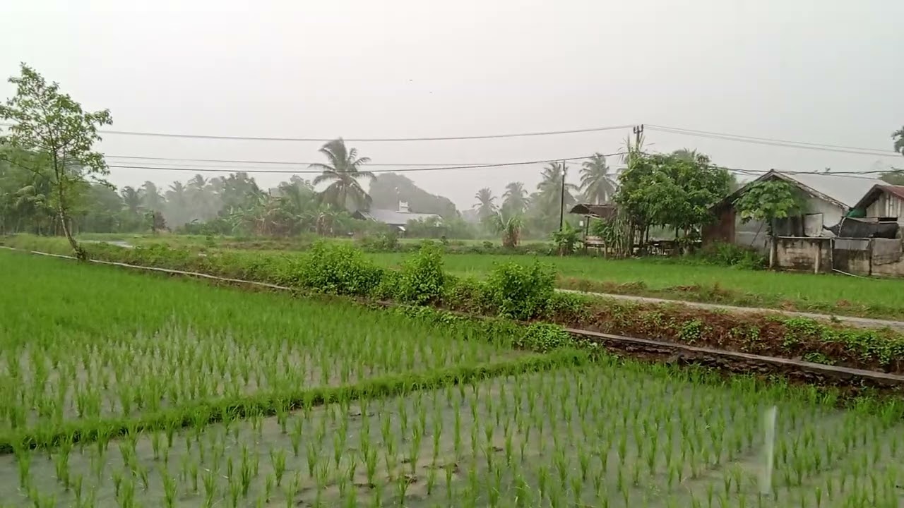 the original sound of rain in a green rice field village