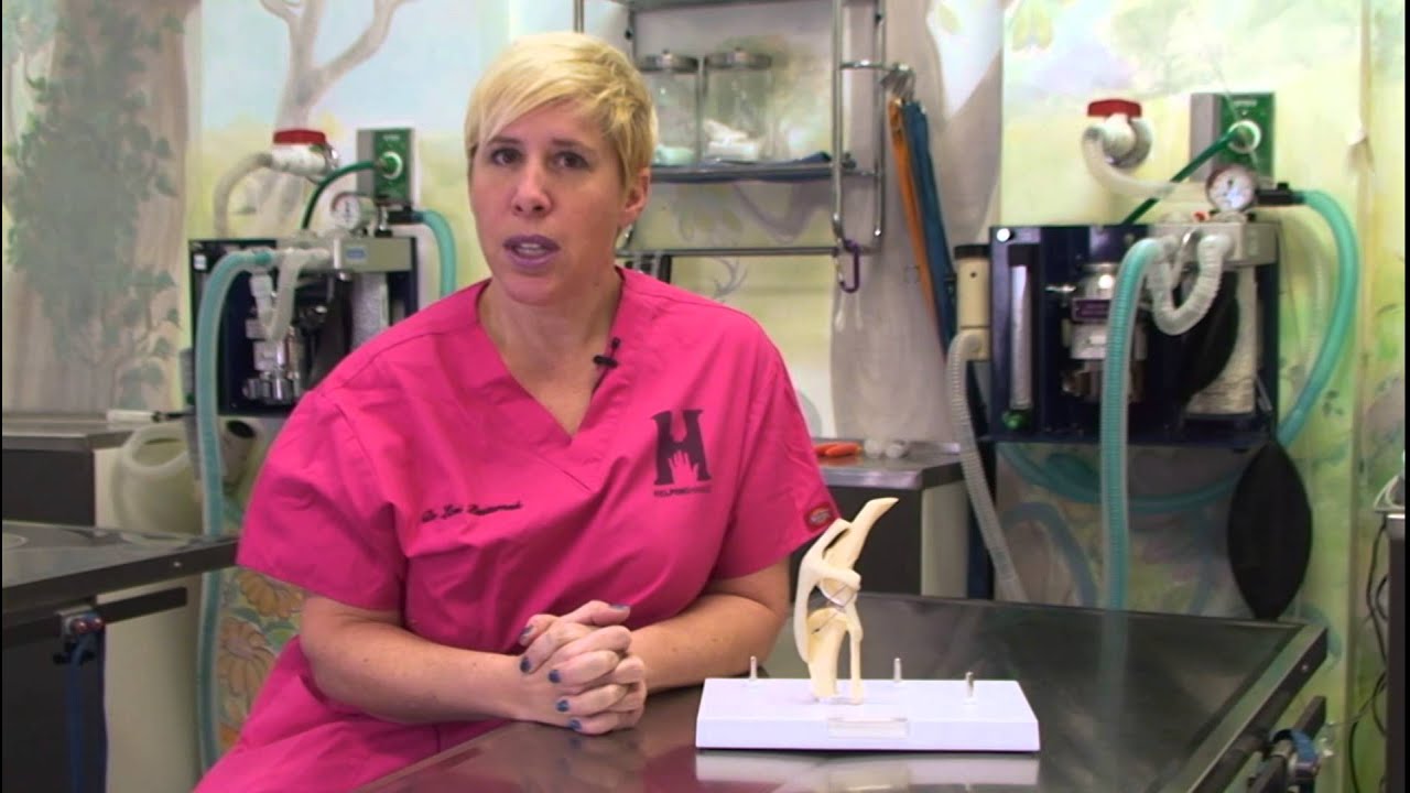 Torn ACL in Dogs - ACL Surgery