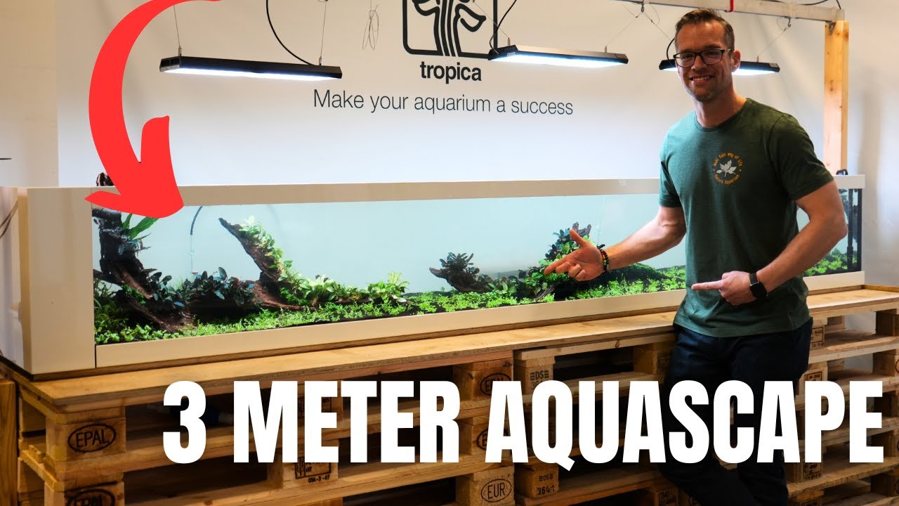 BRAND NEW XXL DISPLAY TANKS AT TROPICA HEADQUARTERS  w/&nbsp;@GeorgeFarmerStudios