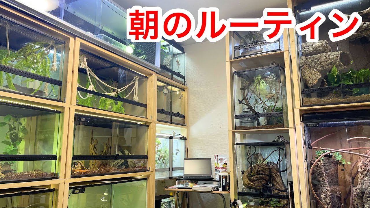 多頭飼育者の朝ルーティンが忙しすぎる…