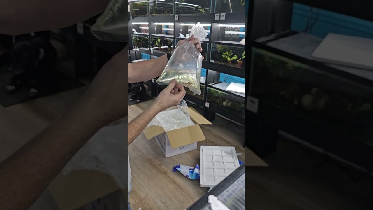 Fish Unboxing (small order) 