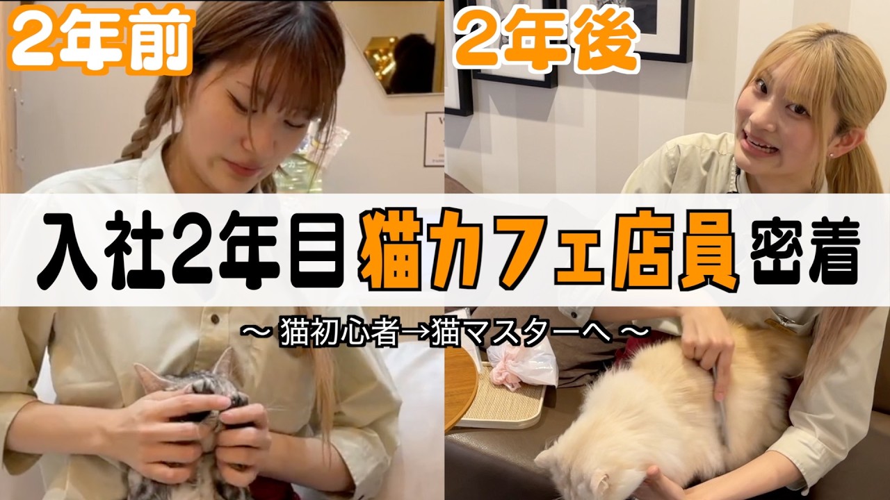 【裏側密着】入社2年で身につけた猫との接し方の正解。
