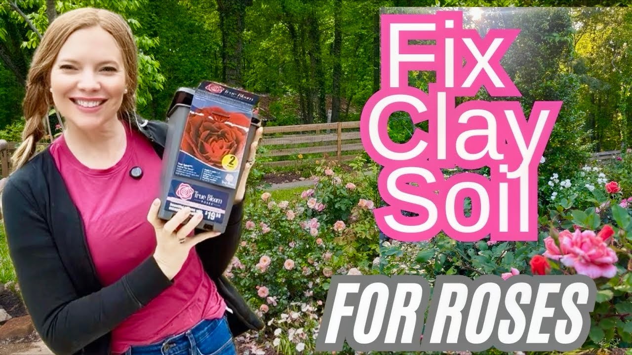 My EASY Clay Soil Secret For Southern Roses And Beyond