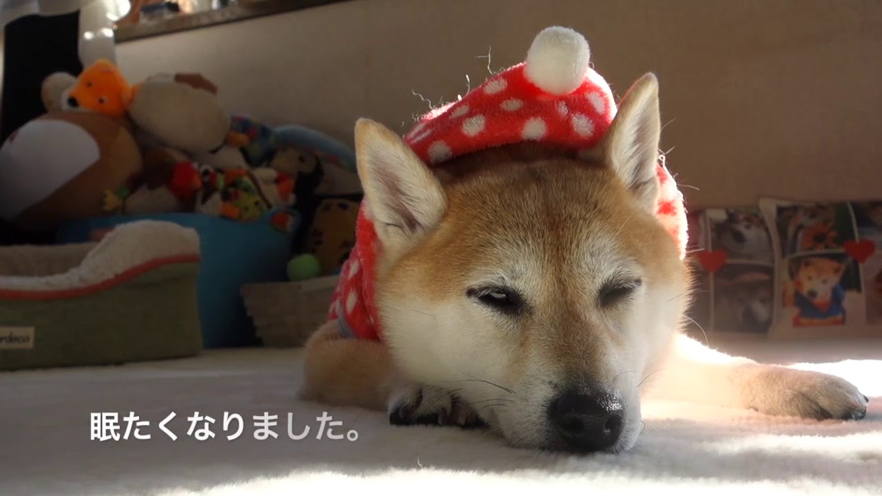 貫太に妹がやってきた！