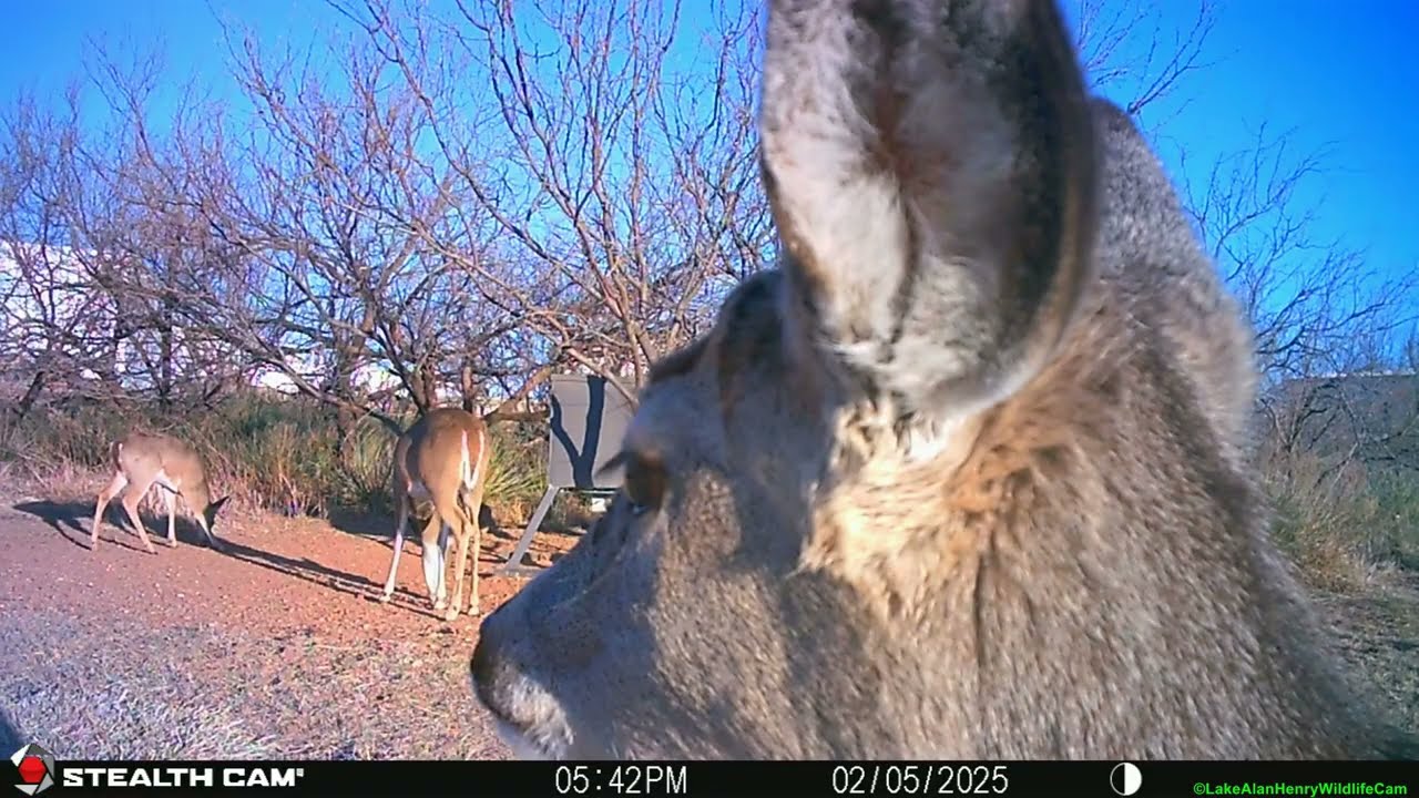 Trail Cam Photos & Videos (01/30/26-02/06/26) - Lake Alan Henry Wildlife Cam - Texas