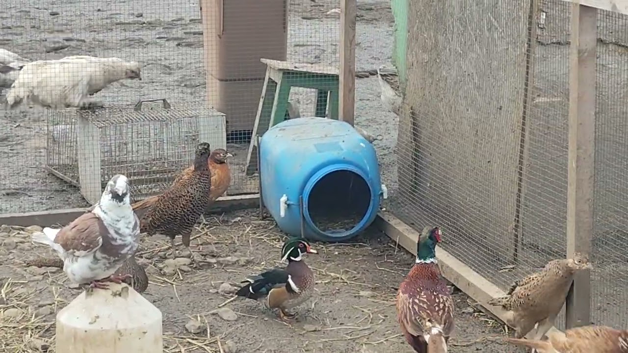 Noi achiziții?😃😃🦆🦆🕊️🕊️🦆