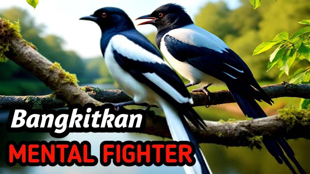 MASTERAN KACER GACOR 2026 | Natural Forest Therapy + High Quality Sound