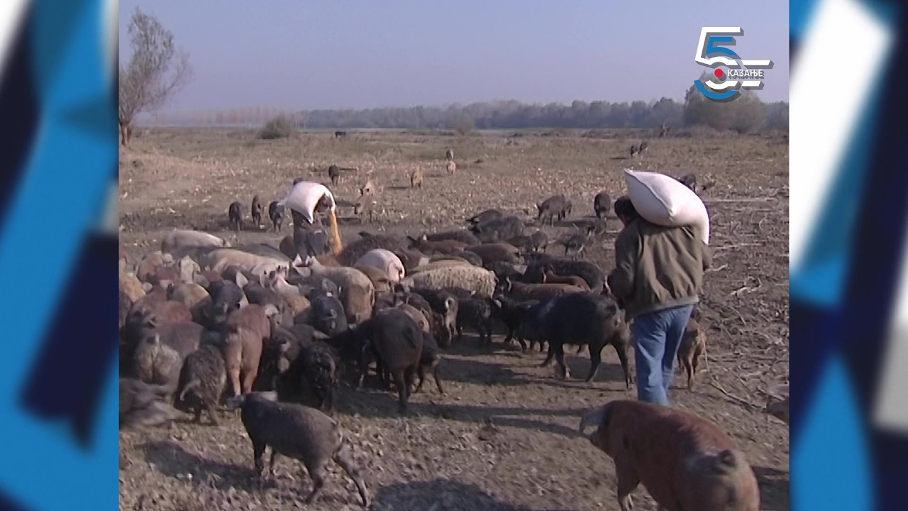 Nahrani svinje i ništa ne diraj - kako sam postao svinjar