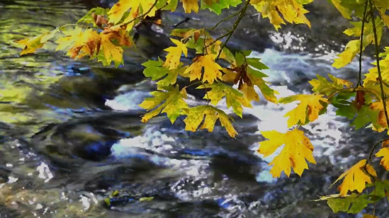 River Rock Scotch | Handpan Meditation Music | Copyright Free