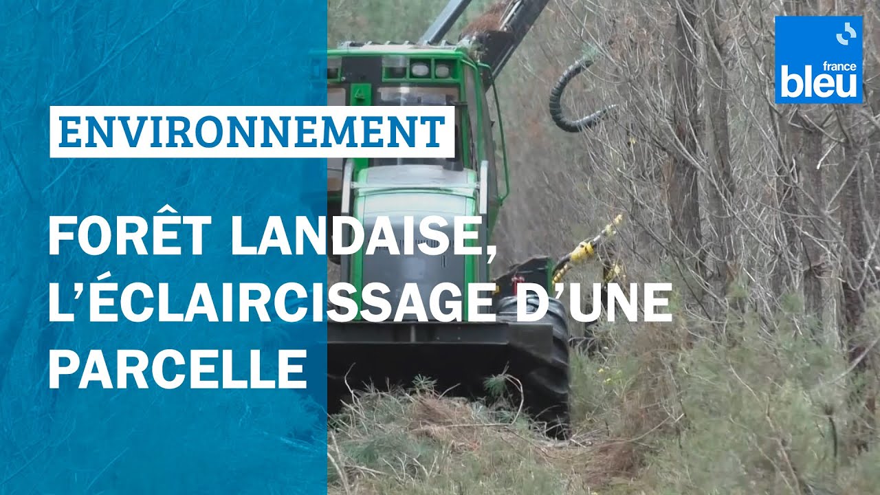 Forêt landaise, l'éclaircissage d'une parcelle
