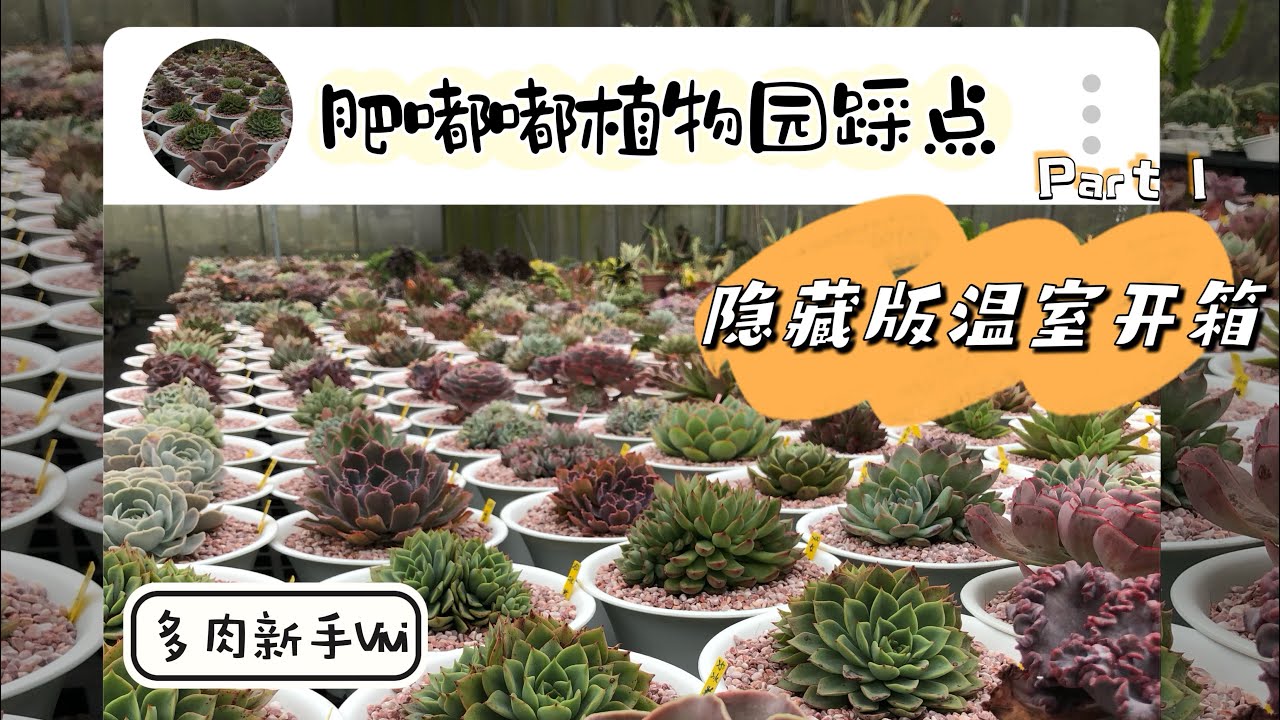 多肉溫室踩點-桃園肥嘟嘟多肉園隱藏版溫室開箱！高CP值美肉看不完-Part 1
