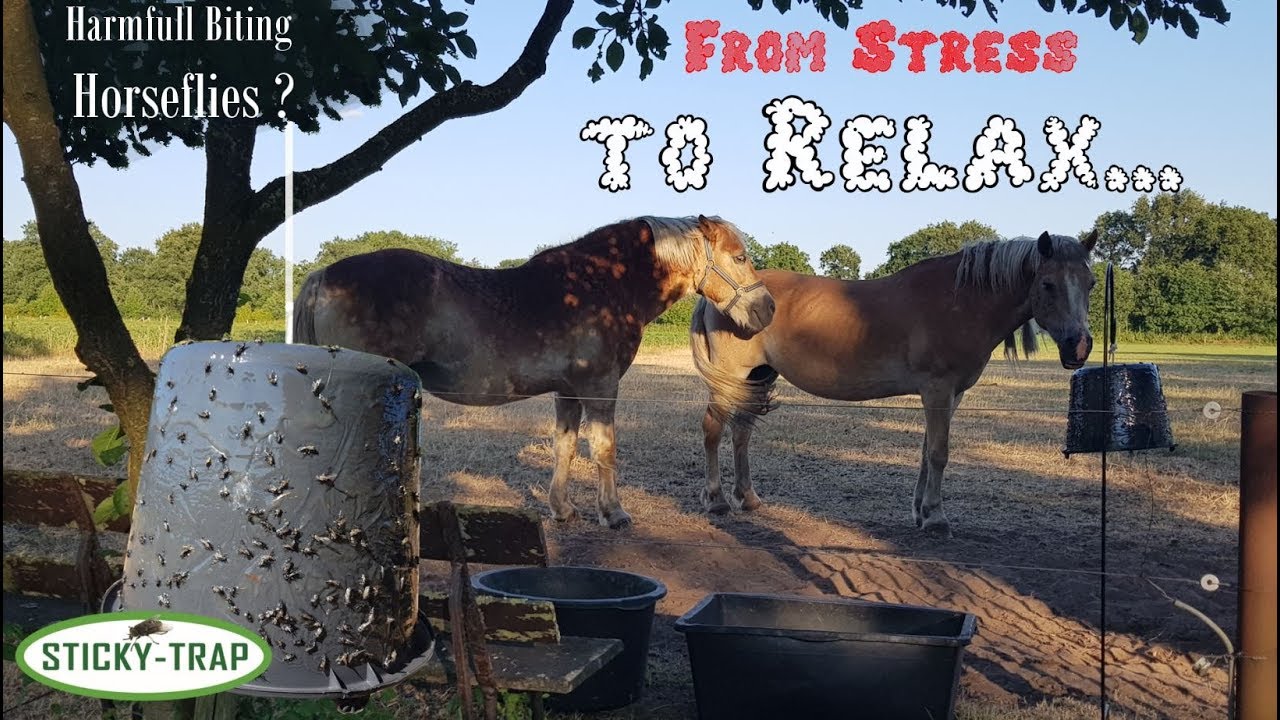 How to make a horsefly or deerfly trap? Sticky Trap Amazing horsefly trap with black bucket!