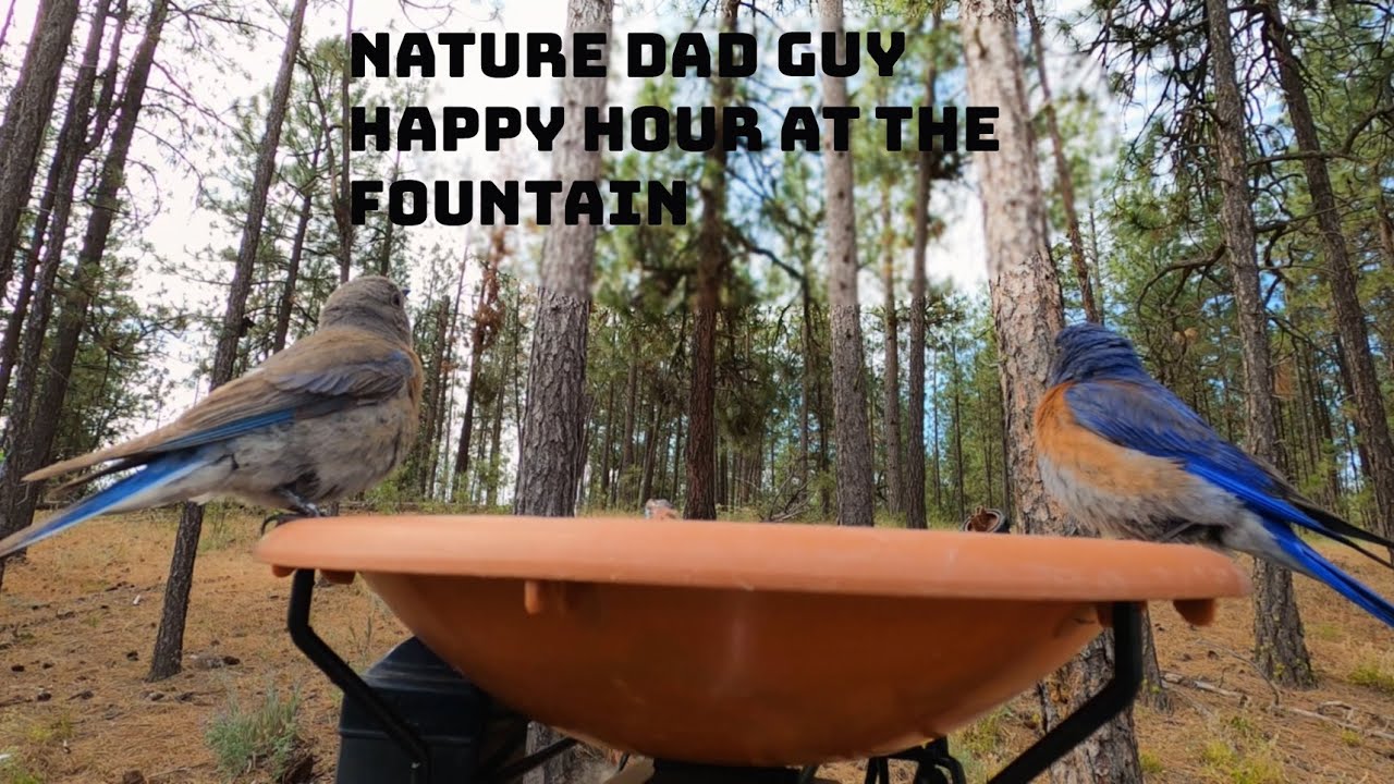 1 Hour PNW Native Bird Fountain Action!