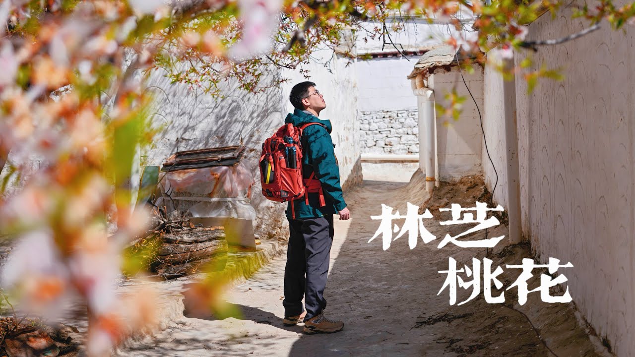 我在中国最大的桃花谷，找到了桃树永生的秘密｜4K HDR