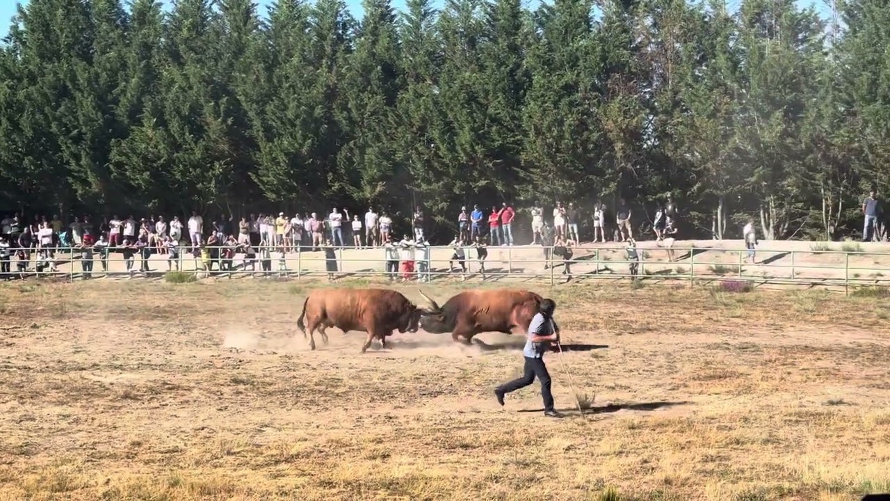 Montalegre chega de bois Agosto de 2023