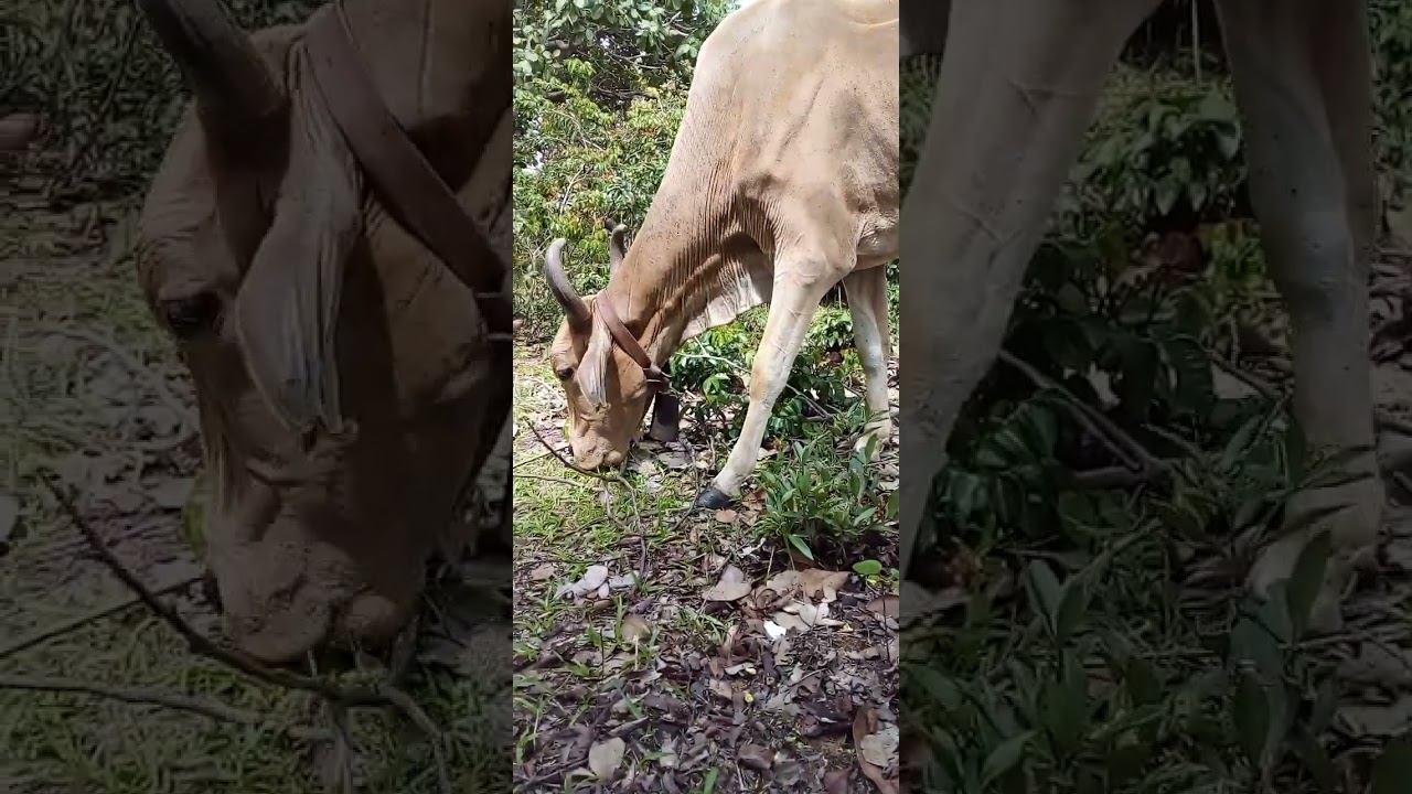 vaca