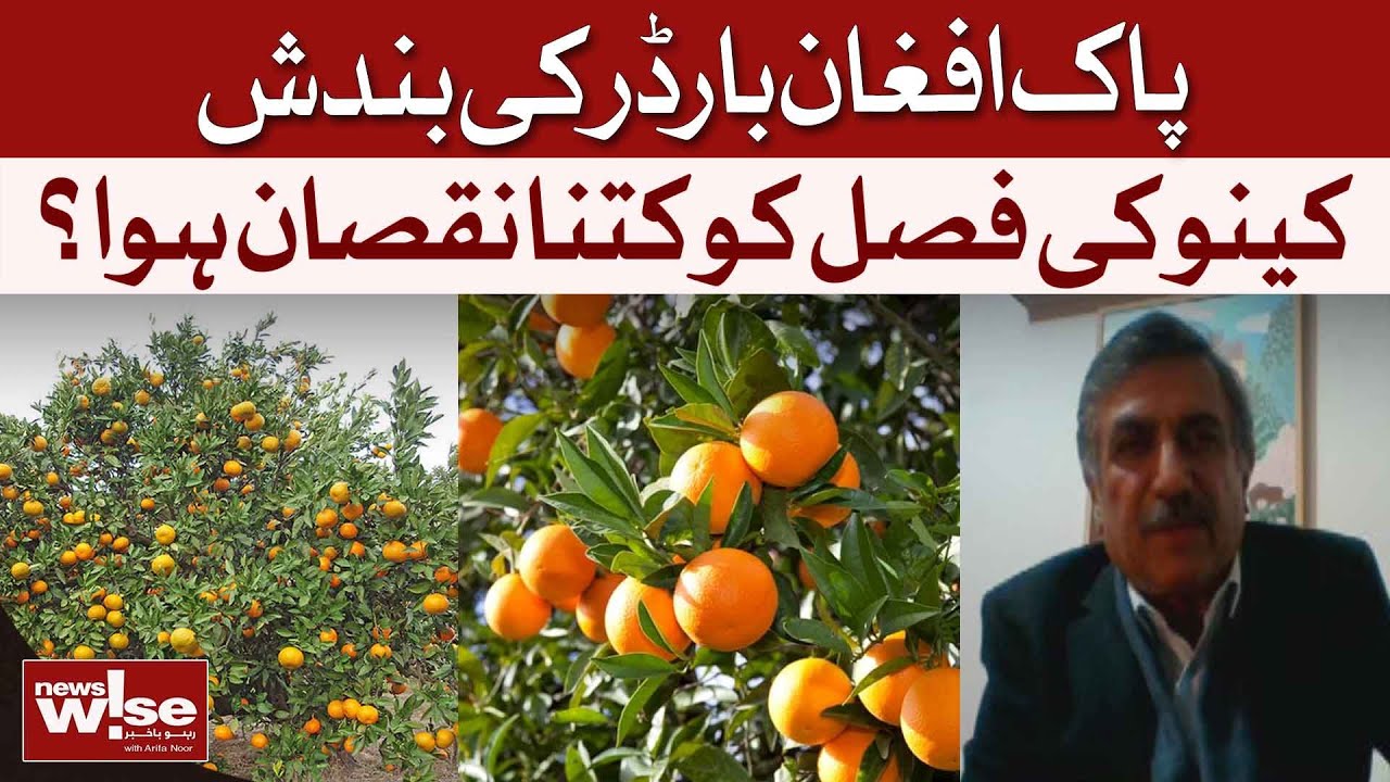 Pak-Afghanistan Border Closure: How Much Damage Did the Orange Crop Suffer? | Waqar Ahmed |Dawn News